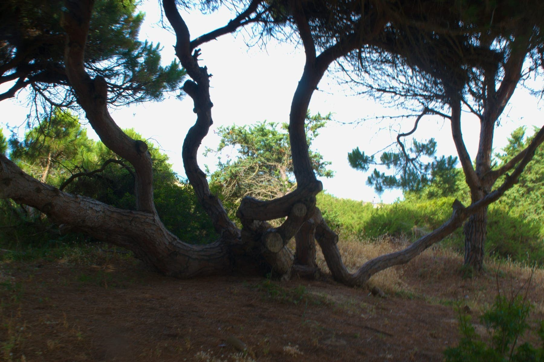 Árbol viejo de tronco retorcido en una ladera, como el lentisco monumental de la Masada
