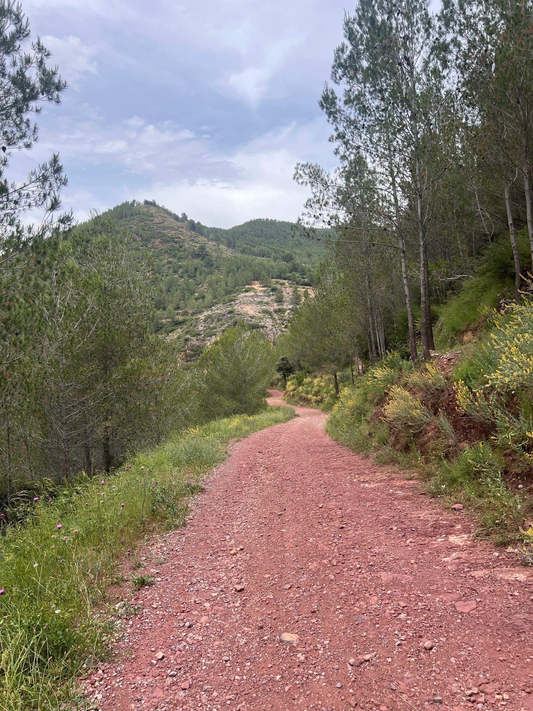 Camino de tierra roja entre pinos en la Sierra de Espadán